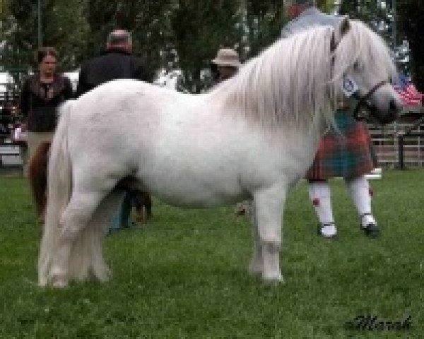 Deckhengst Halstock Gobstopper (Shetland Pony (unter 87 cm), 1999, von Kerswell Mercury)