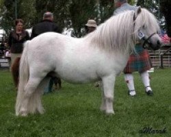 stallion Halstock Gobstopper (Shetland pony (under 87 cm), 1999, from Kerswell Mercury)