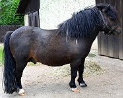 Deckhengst Kerswell Schnapps (Shetland Pony (unter 87 cm), 2007, von Vorden Picea)