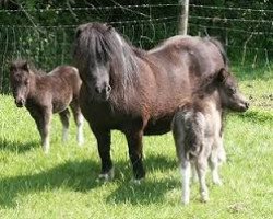 Zuchtstute Kerswell Scrumptious (Shetland Pony (unter 87 cm), 2002, von Vorden Picea)