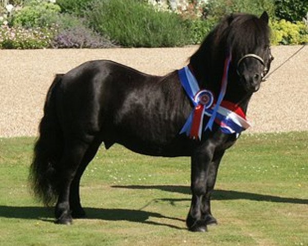 stallion Kerswell Reggae (Shetland pony (under 87 cm), 1987, from Ron of North Wells)