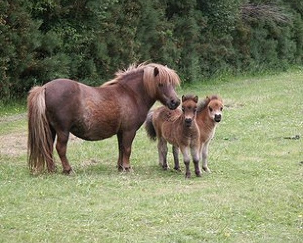 Zuchtstute Kerswell Mitzie (Shetland Pony (unter 87 cm), 2000, von Vorden Picea)