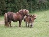 broodmare Kerswell Mitzie (Shetland pony (under 87 cm), 2000, from Vorden Picea)