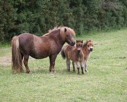 broodmare Kerswell Mitzie (Shetland pony (under 87 cm), 2000, from Vorden Picea)