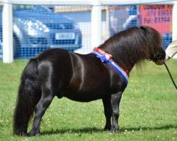 stallion Kerswell Montgomery (Shetland pony (under 87 cm), 2006, from New Park Chieftain)