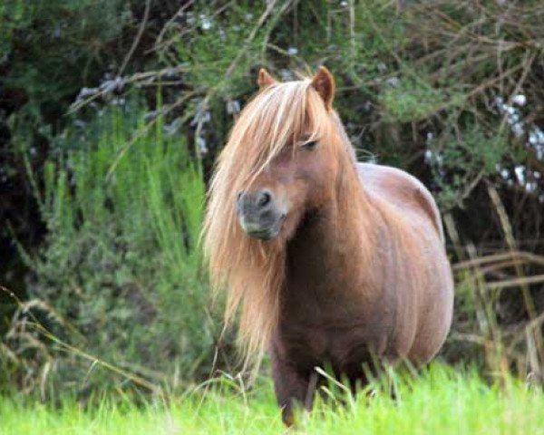 horse Blackertor Solar Red (Shetland pony (under 87 cm), 2001, from Kerswell Ludovic)