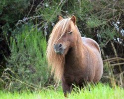 horse Blackertor Solar Red (Shetland pony (under 87 cm), 2001, from Kerswell Ludovic)