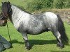 stallion Kerswell Ludovic (Shetland pony (under 87 cm), 1993, from New Park Chieftain)