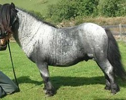 stallion Kerswell Ludovic (Shetland pony (under 87 cm), 1993, from New Park Chieftain)