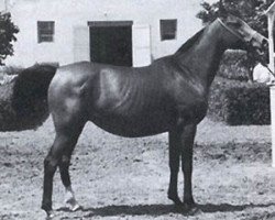 broodmare Margaritka 1970 ox (Arabian thoroughbred, 1970, from Aswan 1958 EAO)