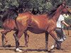 broodmare Medianka 1977 ox (Arabian thoroughbred, 1977, from Nabeg 1966 ox)