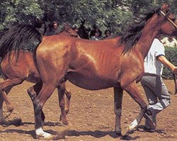 broodmare Medianka 1977 ox (Arabian thoroughbred, 1977, from Nabeg 1966 ox)