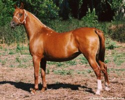 broodmare Mednaia 1987 ox (Arabian thoroughbred, 1987, from Balaton 1982 ox)