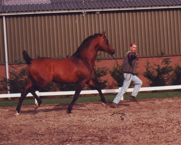 stallion Negasimiy 1988 ox (Arabian thoroughbred, 1988, from Gwizd 1981 ox)