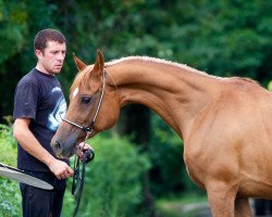 broodmare Miniatura 1994 ox (Arabian thoroughbred, 1994, from Negasimiy 1988 ox)