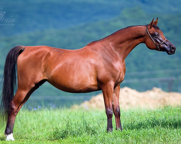 broodmare Mariel 2004 ox (Arabian thoroughbred, 2004, from Ansambl 2000 ox)