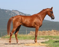 broodmare Mary Poppins 2008 ox (Arabian thoroughbred, 2008, from Piligrim 1991 ox)