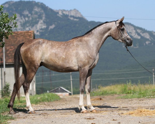 broodmare Nikta 2007 ox (Arabian thoroughbred, 2007, from Psytadel 1998 ox)