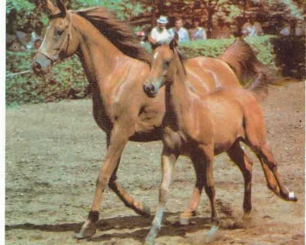 Zuchtstute Nekhvatka 1979 ox (Vollblutaraber, 1979, von Aswan 1958 EAO)