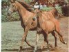 broodmare Nekhvatka 1979 ox (Arabian thoroughbred, 1979, from Aswan 1958 EAO)