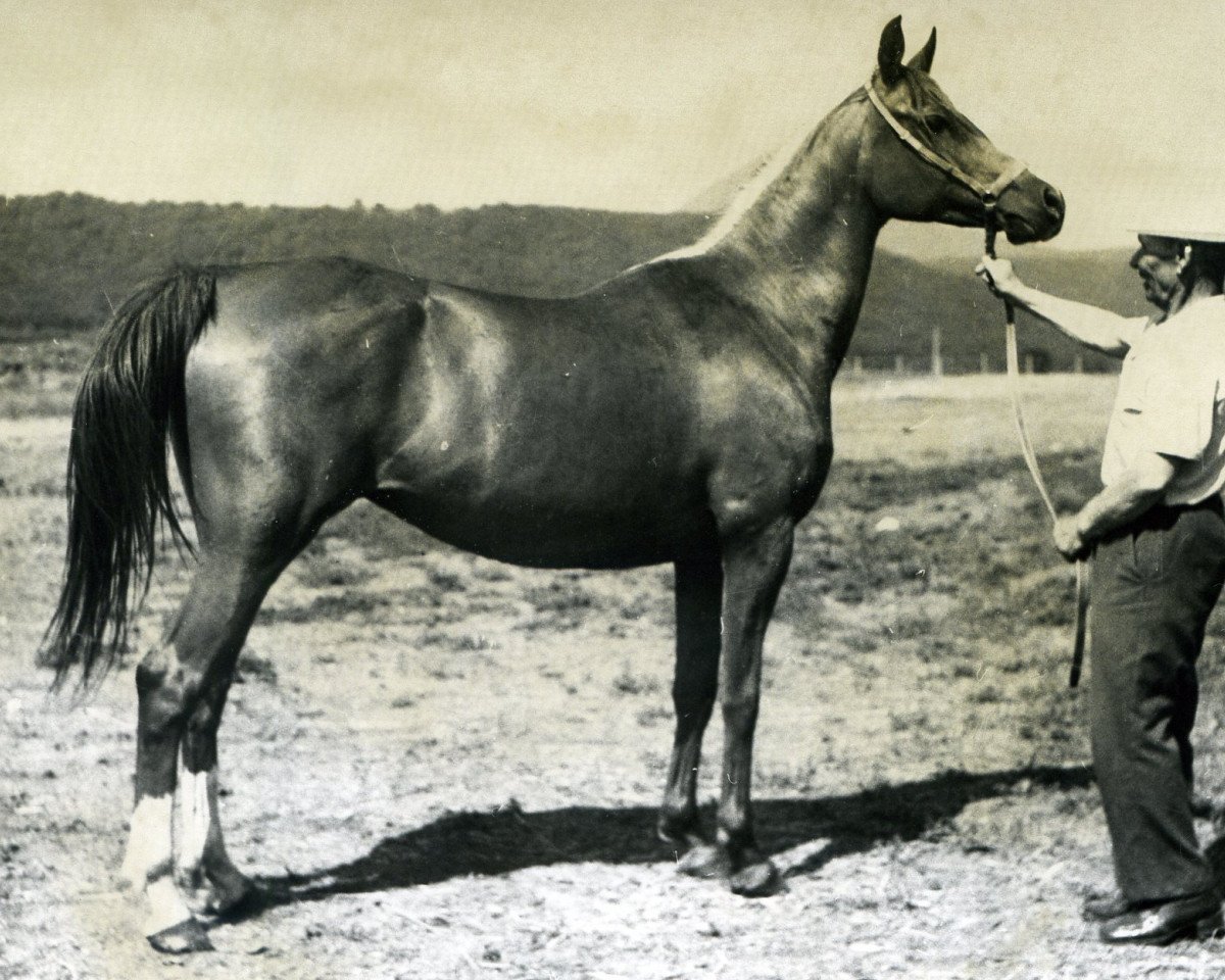 broodmare Nepokornaia 1973 ox (Arabian purebred, 1973, from Patron 1951 ox)
