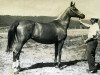 broodmare Nepokornaia 1973 ox (Arabian thoroughbred, 1973, from Patron 1951 ox)