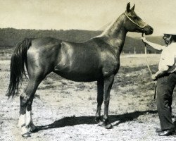 broodmare Nepokornaia 1973 ox (Arabian thoroughbred, 1973, from Patron 1951 ox)