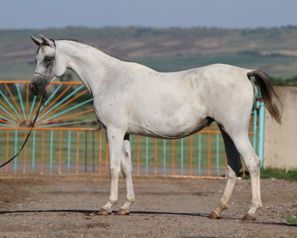 Zuchtstute Neapolitanka 2001 ox (Vollblutaraber, 2001, von Piligrim 1991 ox)