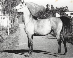 broodmare Magia 1974 ox (Arabian thoroughbred, 1974, from Aswan 1958 EAO)