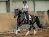 stallion Black Charming (German Riding Pony, 2004, from Black Dancer)