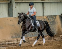 stallion Black Charming (German Riding Pony, 2004, from Black Dancer)