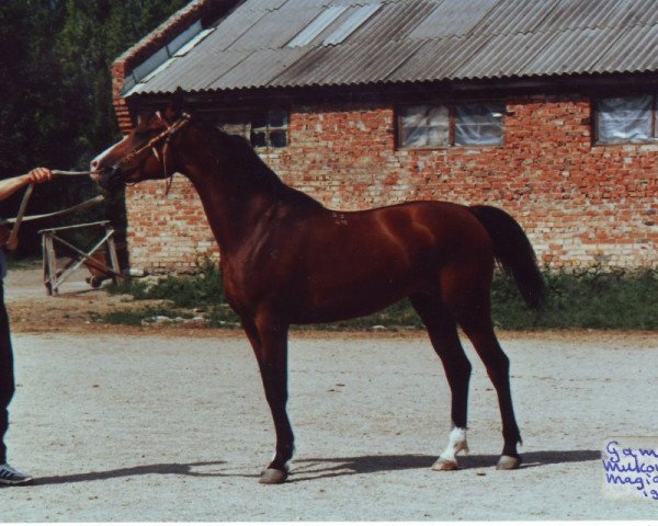 Zuchtstute Gamma 1983 ox (Vollblutaraber, 1983, von Mukomol 1979 ox)