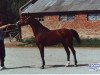 broodmare Gamma 1983 ox (Arabian thoroughbred, 1983, from Mukomol 1979 ox)