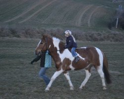 Pferd Macchiato (Haflinger-Mix, 2005, von Irish Coffee)