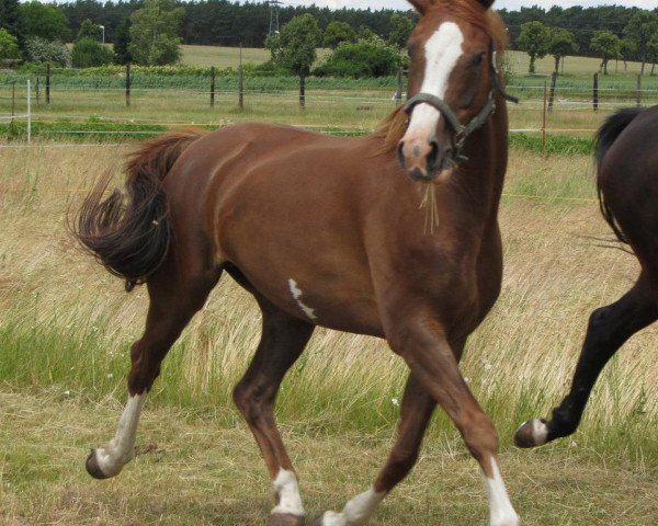 Zuchtstute Sommerfee (Deutsches Sportpferd, 2007, von Sommerwind)