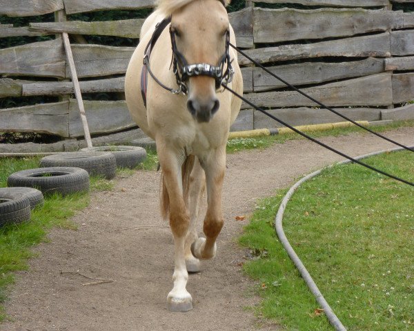 broodmare Birte (Fjord Horse, 2010, from Katrinedals Janus)