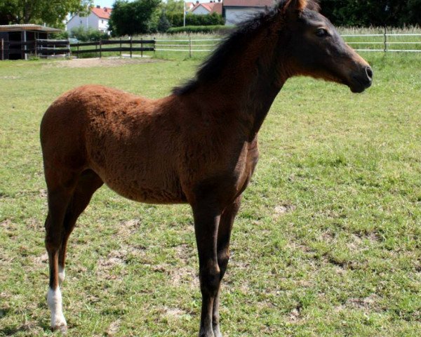 jumper Ninifee (German Riding Pony,  , from Nutrix)