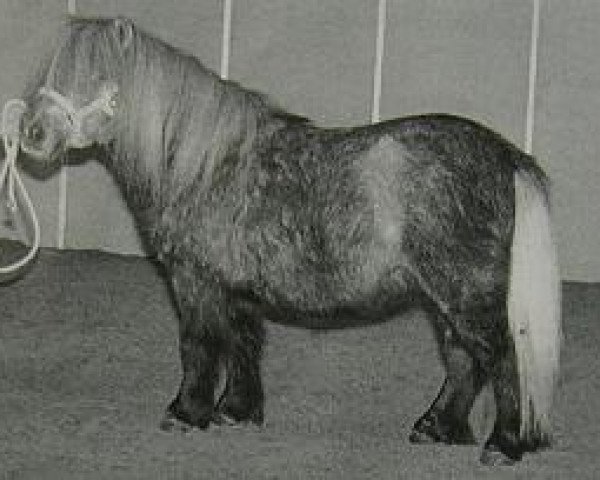 Deckhengst Lay-Out van de Viersprong (Shetland Pony (unter 87 cm), 1996, von Birling Snow Knight)