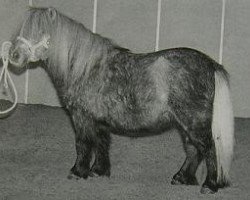 Deckhengst Lay-Out van de Viersprong (Shetland Pony (unter 87 cm), 1996, von Birling Snow Knight)