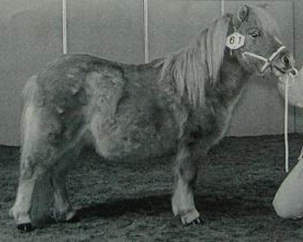 stallion Helawi Morning Sun (Shetland pony (under 87 cm), 1996, from Rougemont Mystery Lad)