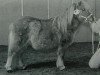 Deckhengst Helawi Morning Sun (Shetland Pony (unter 87 cm), 1996, von Rougemont Mystery Lad)
