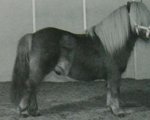 horse Champlers Fairy Sovereign (Shetland pony (under 87 cm), 1992, from Fairy Bacchus)