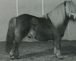 Pferd Champlers Fairy Sovereign (Shetland Pony (unter 87 cm), 1992, von Fairy Bacchus)