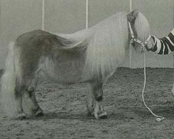 stallion Toyhorse Mystery (Shetland pony (under 87 cm), 1988, from Hayes Hill Troilus)