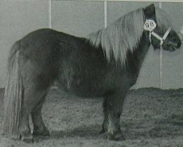 stallion Xantia of Brindister (Shetland pony (under 87 cm), 1994, from Swarthoull Virna)