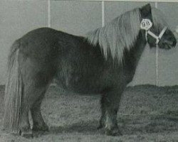 Deckhengst Xantia of Brindister (Shetland Pony (unter 87 cm), 1994, von Swarthoull Virna)