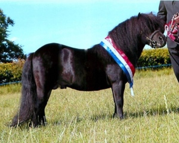 stallion Kerswell Commando (Shetland pony (under 87 cm), 2005, from Kerswell Morello)