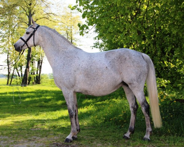 broodmare Philharmonie (German Sport Horse, 2004, from Expo'se)