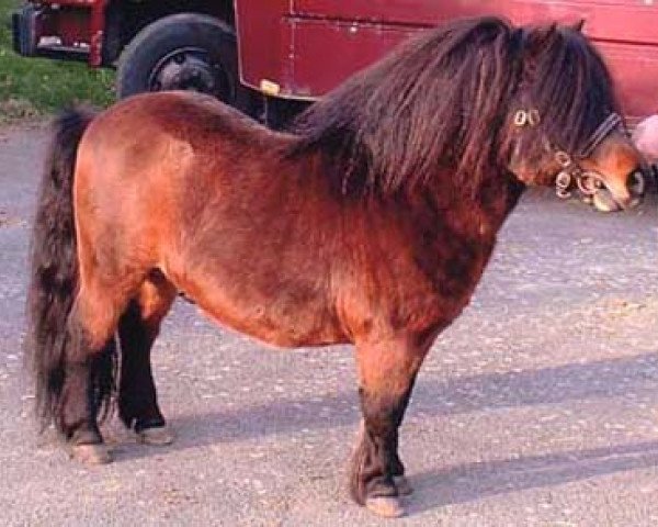 Deckhengst Athelney Echo (Shetland Pony (unter 87 cm), 1992, von Kerswell Kinsman)