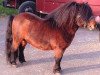 stallion Athelney Echo (Shetland pony (under 87 cm), 1992, from Kerswell Kinsman)